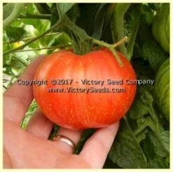 Dwarf Beauty King Tomato