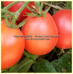Dwarf Bendigo Blush Tomato
