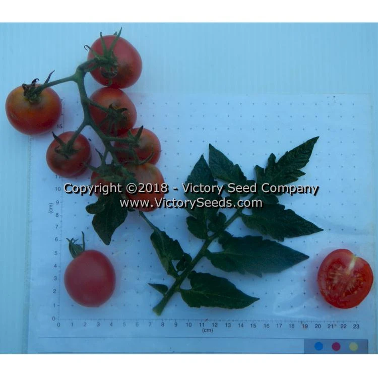 Dwarf Bendigo Dawn Tomato - Image 6