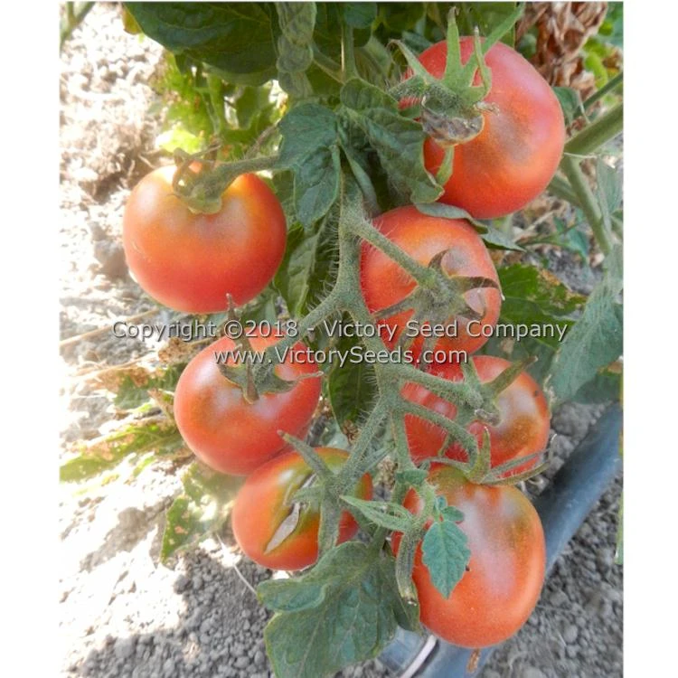 Dwarf Bendigo Dawn Tomato - Image 2