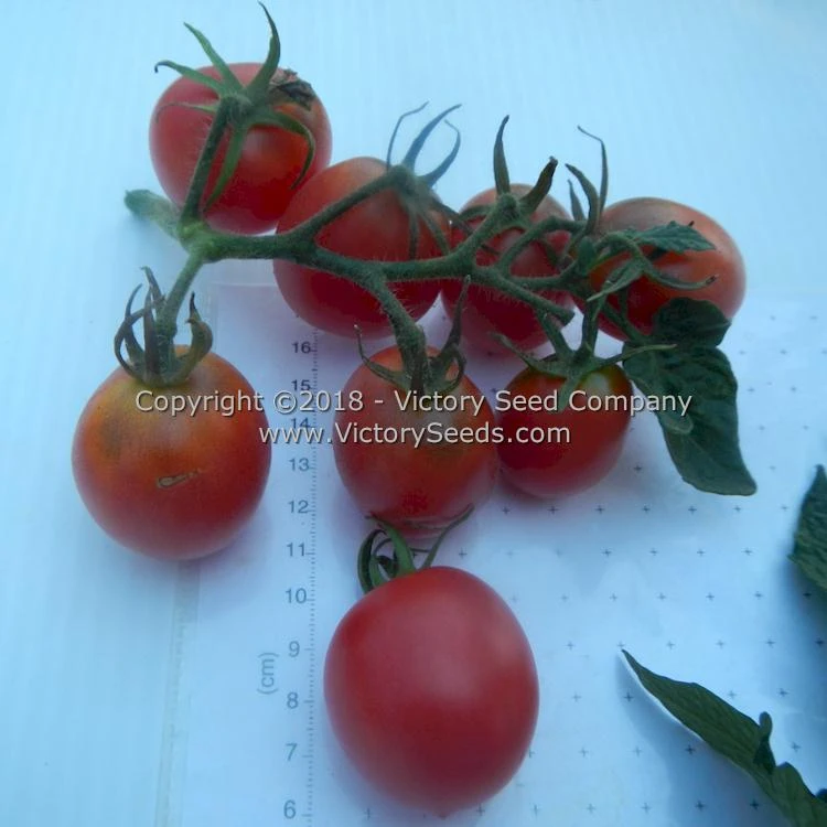 Dwarf Bendigo Dawn Tomato - Image 5