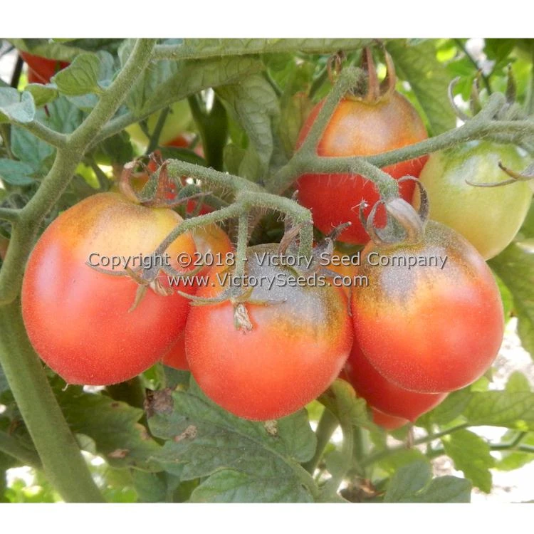 Dwarf Bendigo Dawn Tomato