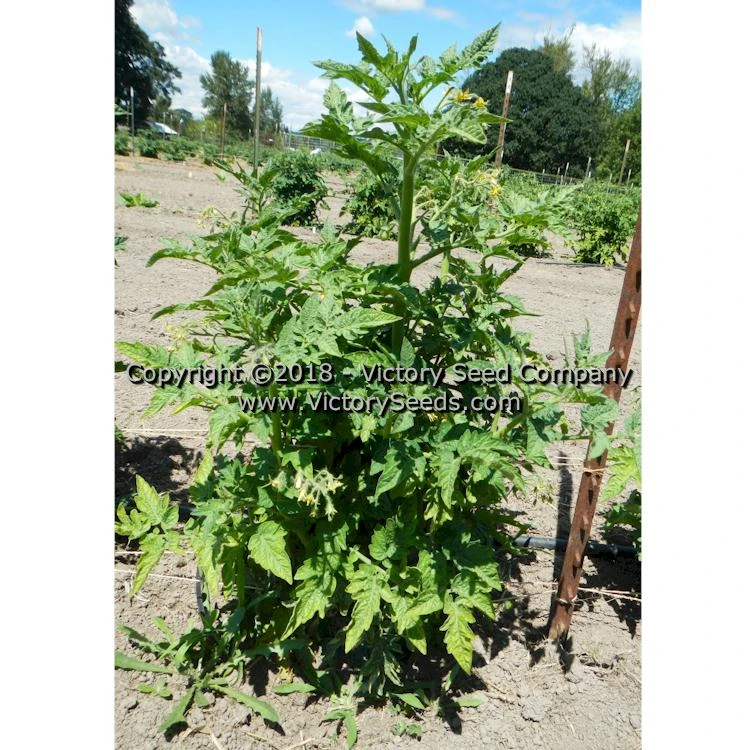 Dwarf Bendigo Dawn Tomato - Image 4