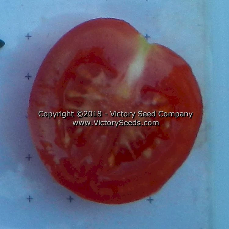 Dwarf Bendigo Dawn Tomato - Image 3