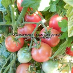 Dwarf Bendigo Drop Tomato