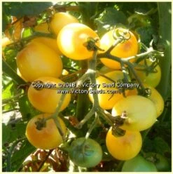 Dwarf Bendigo Moon Tomato