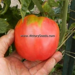 Dwarf Big Valentine Tomato