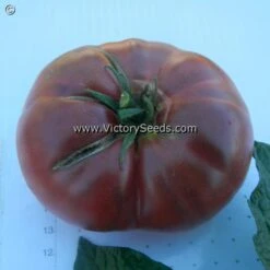 Dwarf Black Angus Tomato