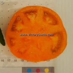 Dwarf Blazing Beauty Tomato