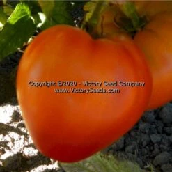 Dwarf Buddy's Heart Tomato