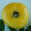 Dwarf CC McGee Tomato