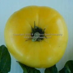 Dwarf CC McGee Tomato