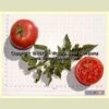 Dwarf Champion Tomato