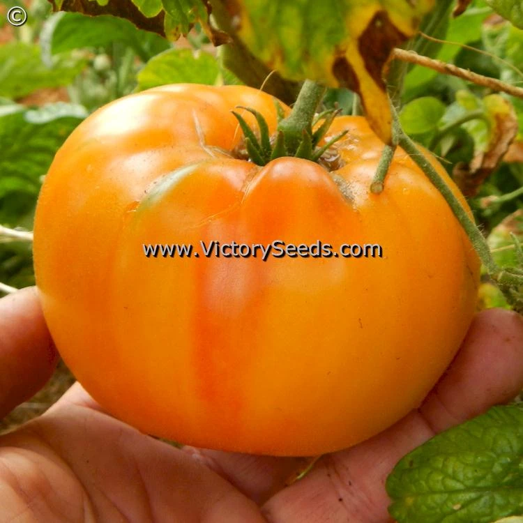 Dwarf Choemato Tomato