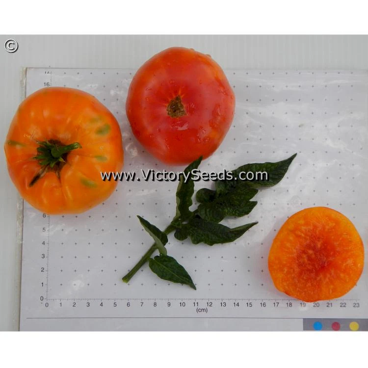 Dwarf Choemato Tomato - Image 4