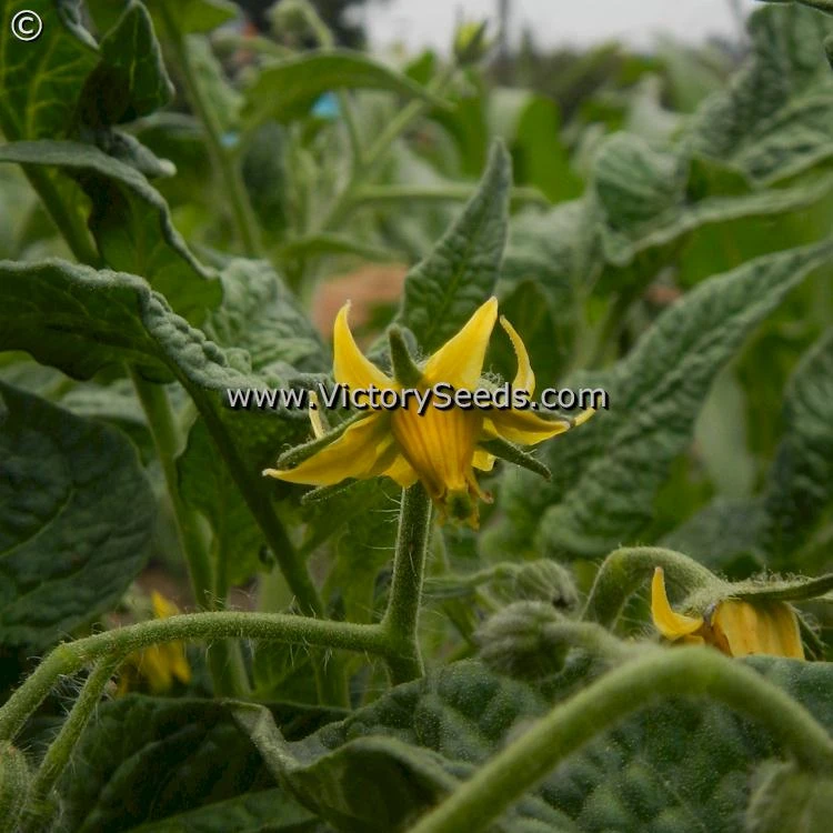 Dwarf Choemato Tomato - Image 5