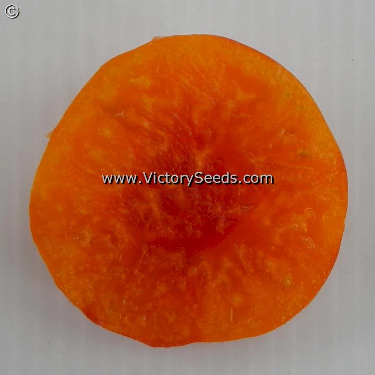 Dwarf Choemato Tomato - Image 2