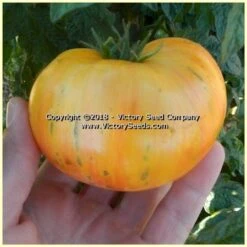 Dwarf Confetti Tomato