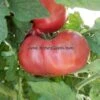 Dwarf Crimson Sockeye Tomato