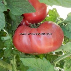 Dwarf Crimson Sockeye Tomato