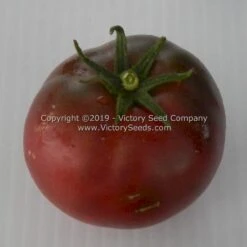 Dwarf Dainty Isabel Tomato