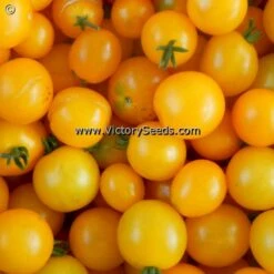 Dwarf Eagle Smiley Tomato