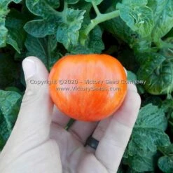 Dwarf Edith Stone Tomato