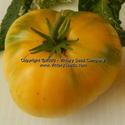 Dwarf Elsie's Fancy Tomato