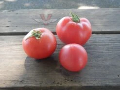 Dwarf Flashy Ace Tomato