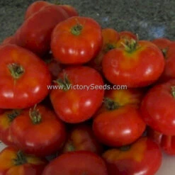 Dwarf Franklin County Tomato