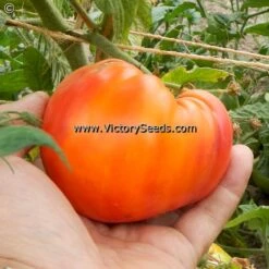 Dwarf Gloria's Treat Tomato