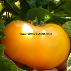 Dwarf Golden Tipsy Tomato