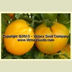 Dwarf Golden Heart Tomato