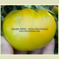 Dwarf Grandpa Gary's Green Tomato