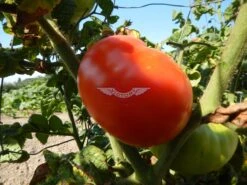Dwarf Harmonic Convergence Tomato