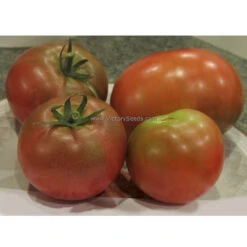 Dwarf Hazy's Dream Tomato
