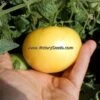 Dwarf Idaho Gem Tomato