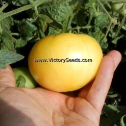 Dwarf Idaho Gem Tomato