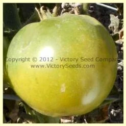 Dwarf Jade Beauty Tomato