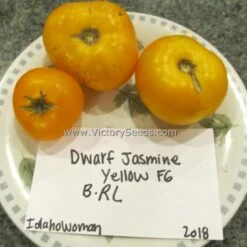 Dwarf Jasmine Yellow Tomato