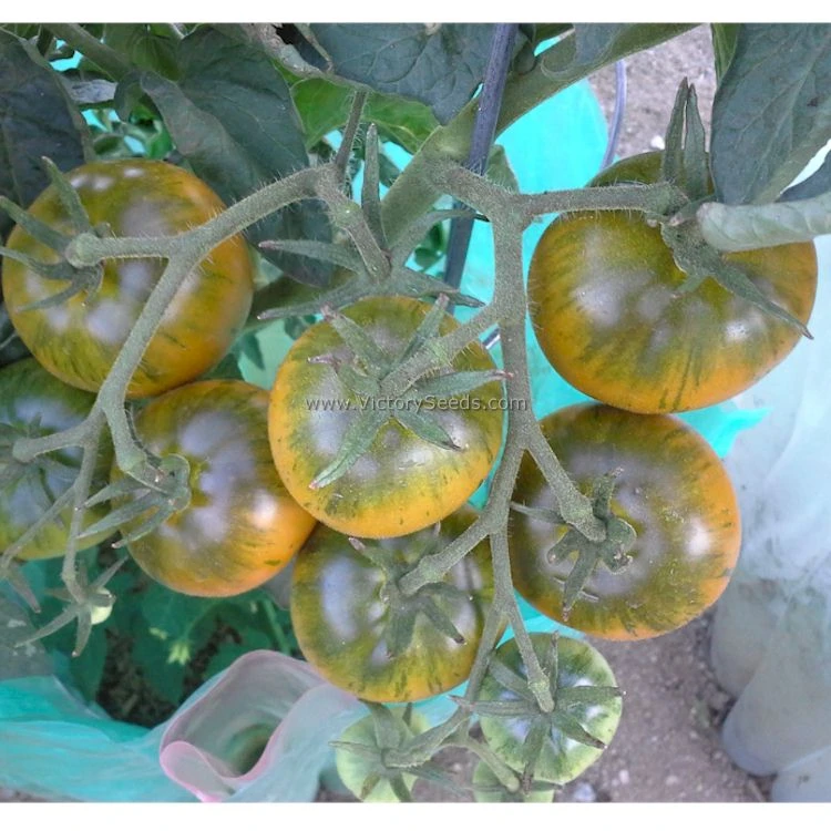 Dwarf Jeremy's Stripes Tomato - Image 2