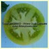 Dwarf Kelly Green Tomato