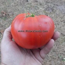 Dwarf Kodiak King Tomato