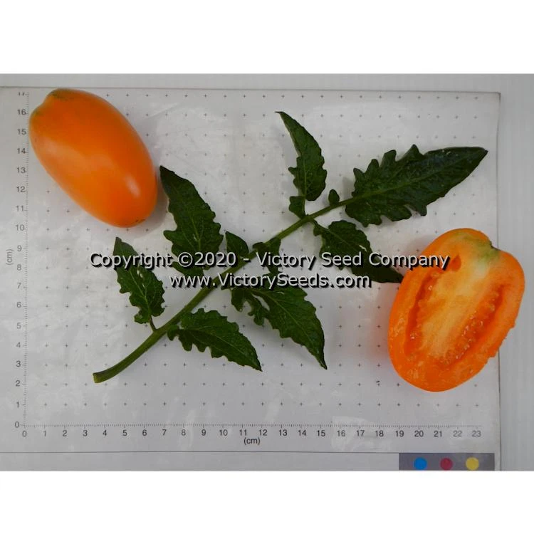 Dwarf Laura's Bounty Tomato - Image 6