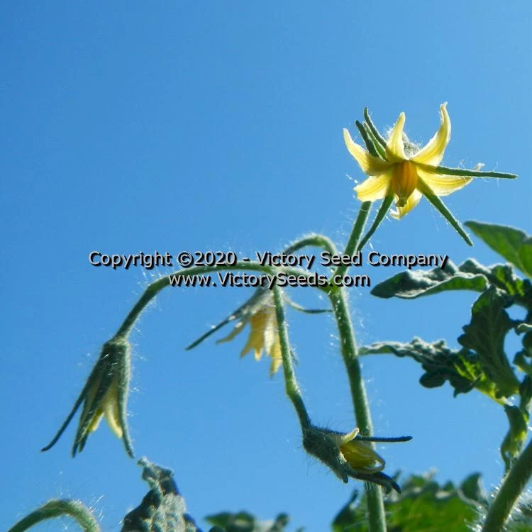 Dwarf Laura's Bounty Tomato - Image 7