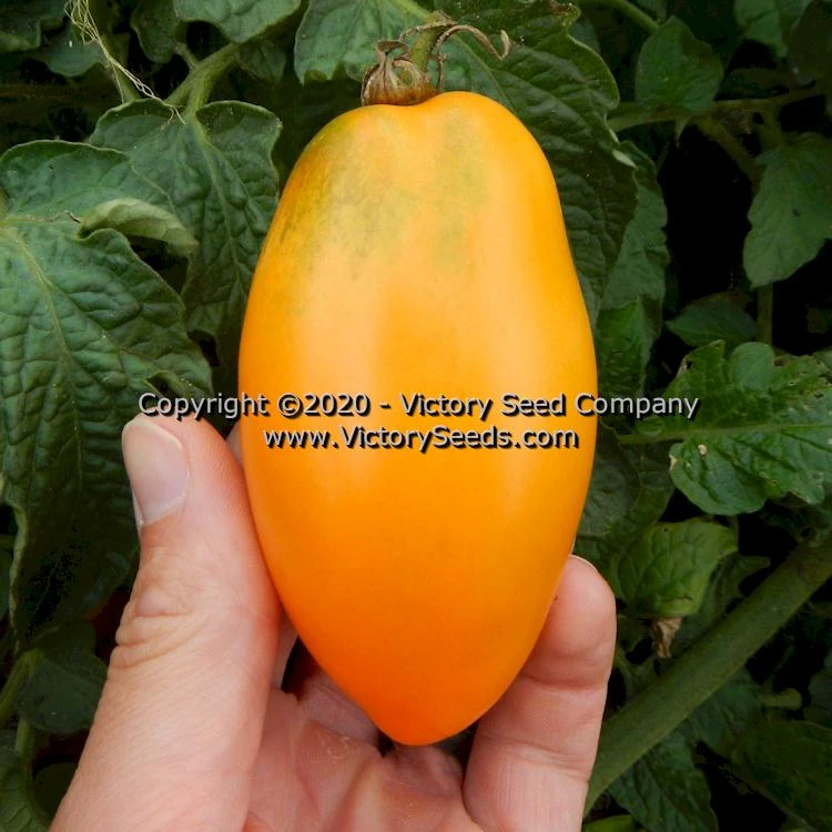 Dwarf Laura's Bounty Tomato - Image 2