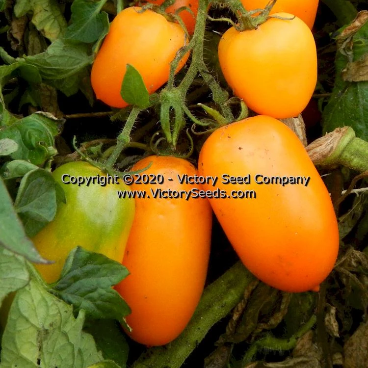 Dwarf Laura's Bounty Tomato - Image 5