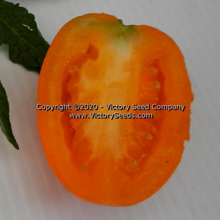 Dwarf Laura's Bounty Tomato - Image 3