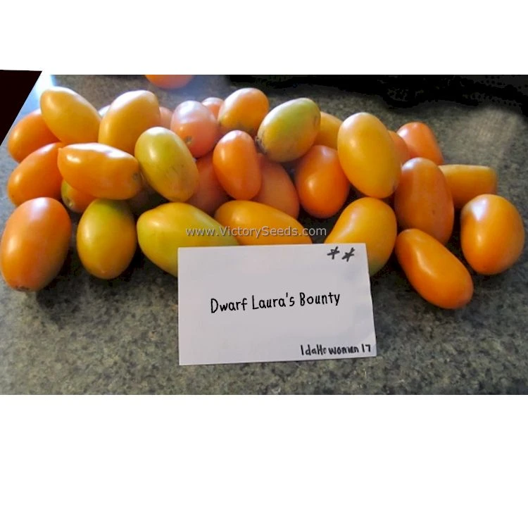Dwarf Laura's Bounty Tomato