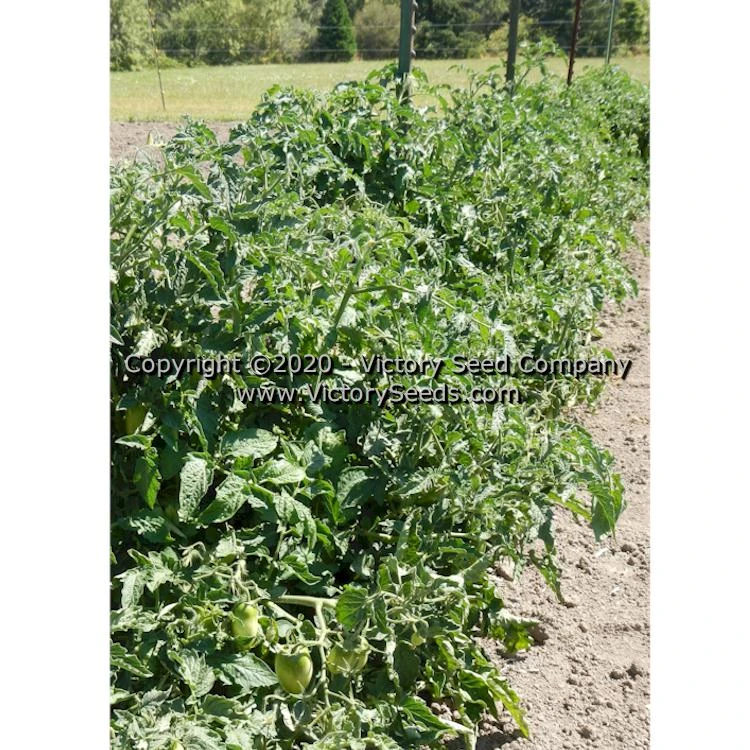 Dwarf Laura's Bounty Tomato - Image 4